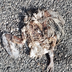 Streptopelia decaocto