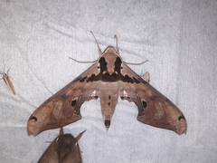 Adhemarius gannascus