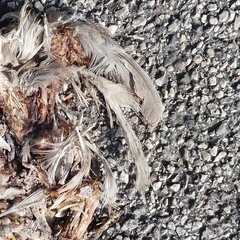 Streptopelia decaocto