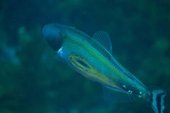 Meuschenia hippocrepis