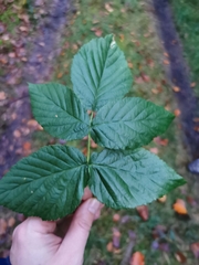 Rubus idaeus
