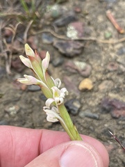 Satyrium stenopetalum