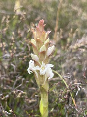 Satyrium stenopetalum