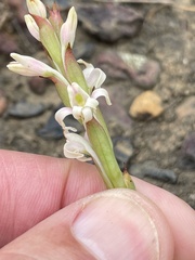 Satyrium stenopetalum