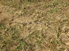 Fowlea flavipunctata