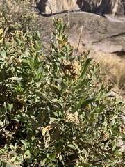 Baccharis latifolia