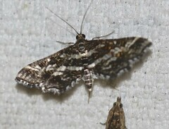 Diasemiopsis ramburialis