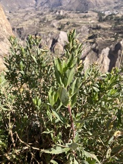 Baccharis latifolia