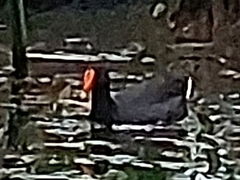 Gallinula tenebrosa