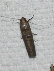 Hypargyria metalliferella