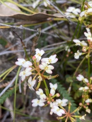 Stylidium junceum