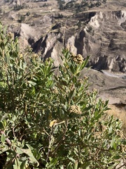 Baccharis latifolia