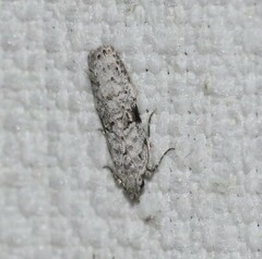 Hypatima simulacrella