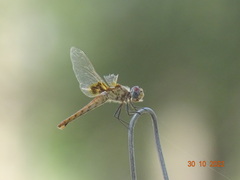 Urothemis
