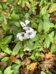 Microbotryum saponariae