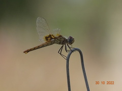 Urothemis