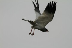 Melierax canorus canorus