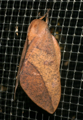 Adeloneivaia