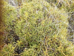 Morella quercifolia