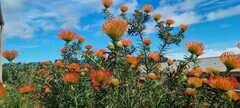 Leucospermum × hybridum