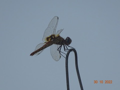 Urothemis