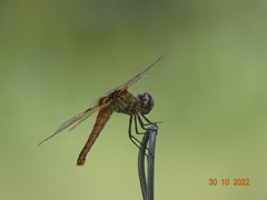 Urothemis