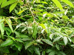 Manihot chlorosticta