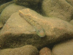 Rhinogobius