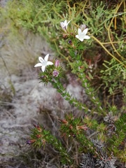 Wahlenbergia tenella