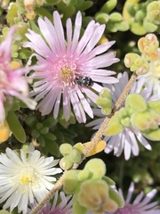 Dermestidae