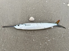 Hemiramphus brasiliensis