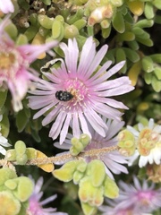 Dermestidae