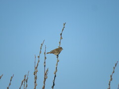 Phylloscopus trochilus