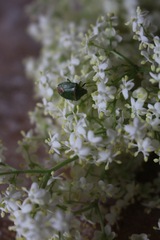 Ocirrhoe unimaculata
