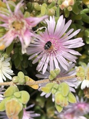 Dermestidae
