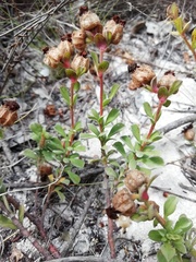 Hermannia trifoliata