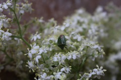 Ocirrhoe unimaculata