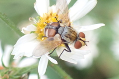 Gymnoclytia