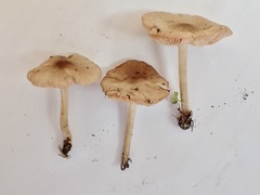 Entoloma excentricum