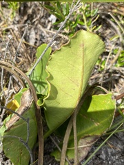 Gerbera crocea