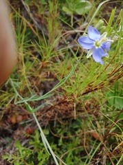 Heliophila linearis linearifolia