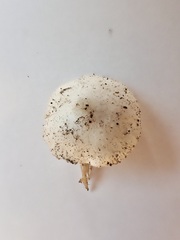 Leucoagaricus serenus
