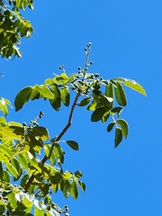 Zanthoxylum pistaciiflorum