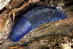 Bielzia coerulans