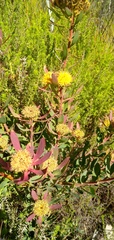 Leucadendron glaberrimum erubescens