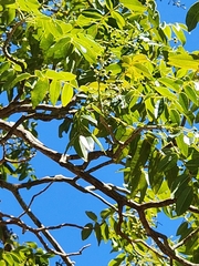 Zanthoxylum pistaciiflorum