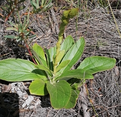 Berkheya herbacea