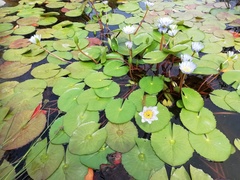 Nymphaea nouchali caerulea