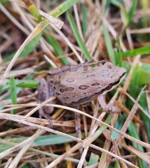 Pseudacris triseriata