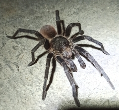 Acanthoscurria